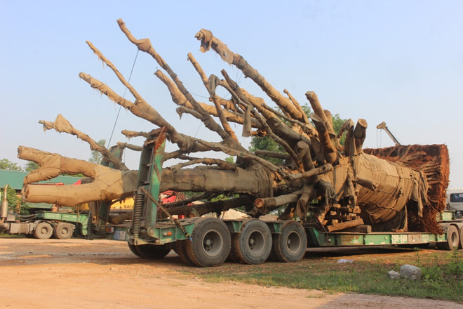 3[-]cây[-]đa[-]khổng[-]lồ[-]chuẩn[-]bị[-]rời[-]Huế[-]sau[-]nửa[-]tháng[-]"giam[-]giữ"